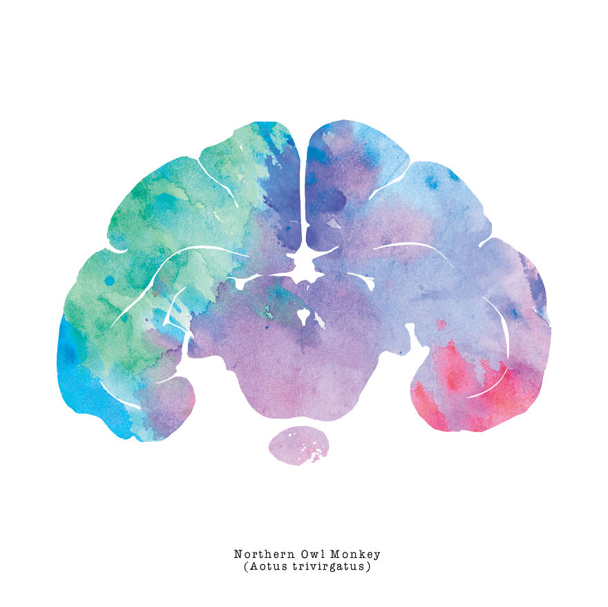 880x879 I Watercolor Brain Scans Of Animals (Part 2) Bored Panda