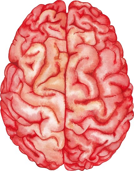 430x550 Watercolor Brain Posters By Ekaterina Glazkova Redbubble