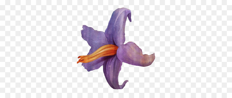 900x380 Cut Flowers Petal Flowering Plant