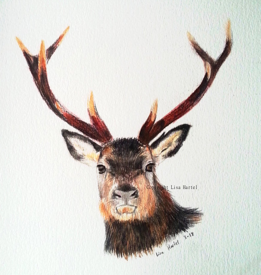 872x916 Red Deer Buck (Watercolor) By Beckykidus