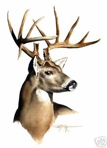 218x300 Whitetail Buck Deer Watercolor 8 X 10 Art Print Signed By Artist
