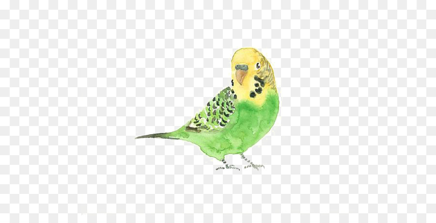 900x460 Budgerigar Bird Watercolor Painting Drawing