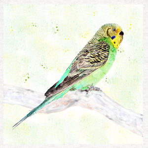 300x300 Budgie, Watercolour Budgerigar