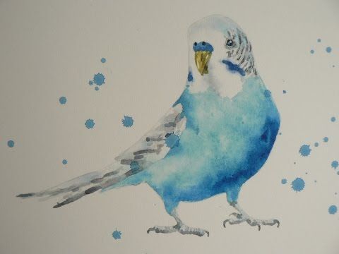 480x360 Budgie 1 Of 2. How To Paint A Watercolour Budgie.