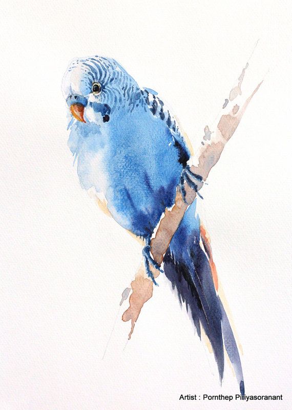 570x800 Budgie Bird Painting Bird Watercolor Painting By Orientalart2029