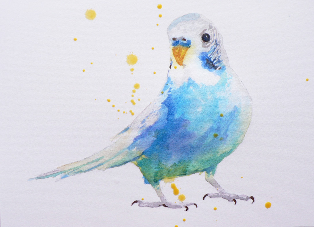 1095x792 Budgie Joy Alison Fennell Art