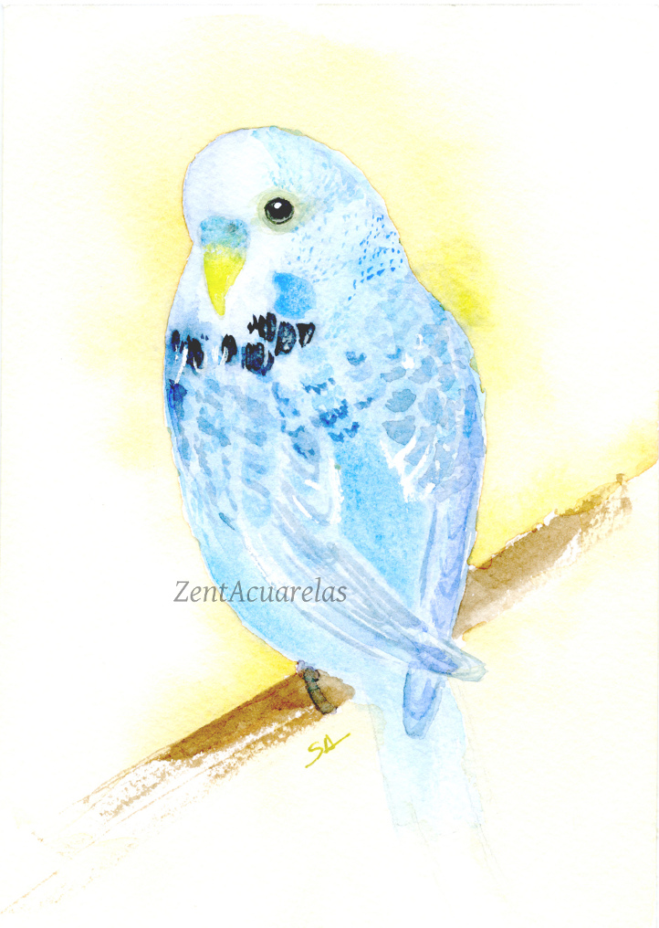 722x1016 Budgie Watercolor Acuarela De Periquito Bird Watercolor