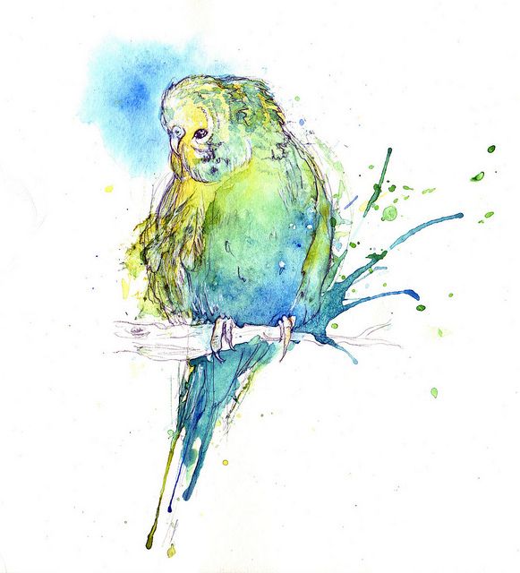 581x640 Budgie Watercolor Cute! Animals Watercolor, Bird