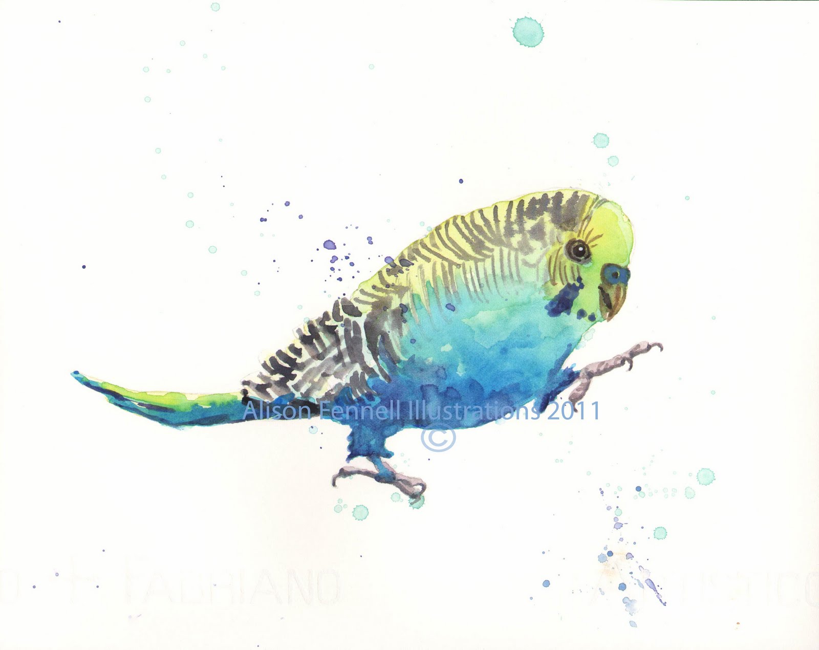 1600x1270 Budgie Watercolour Demo Boisterous Ben Alison Fennell Art