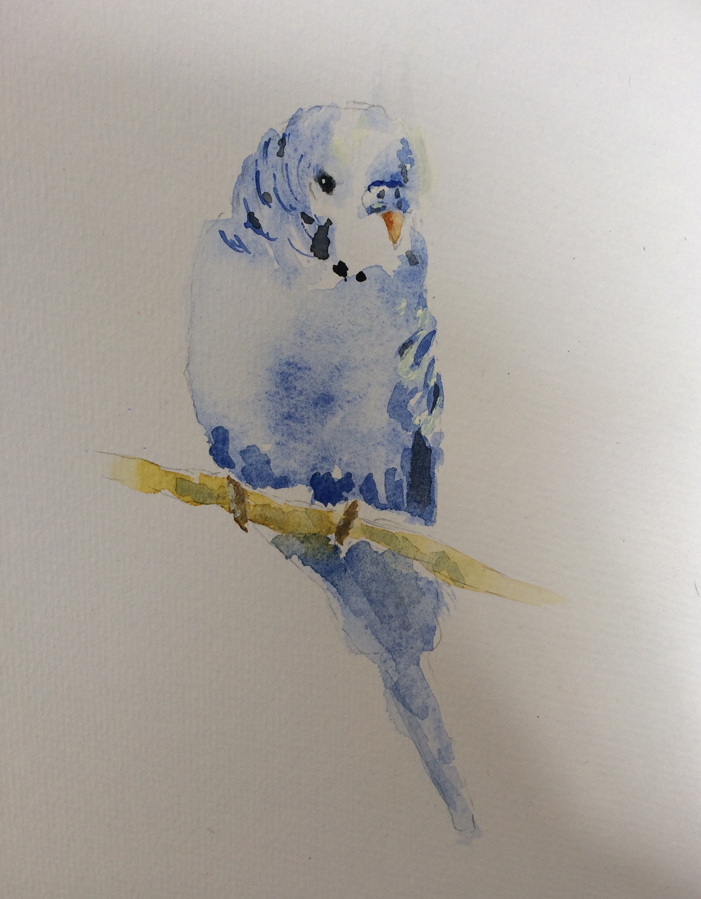 2358x3027 Budgie In Watercolour