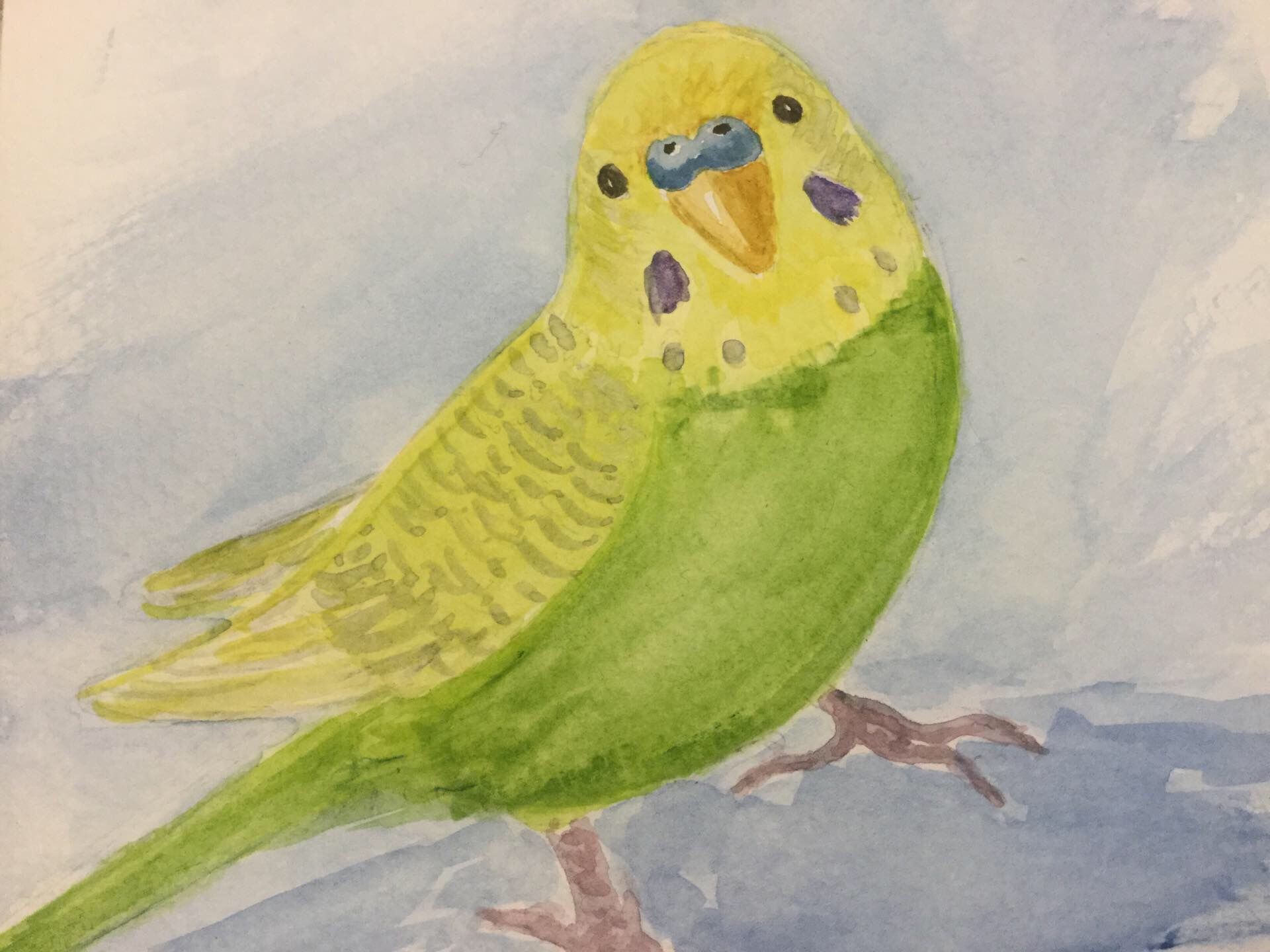 1920x1440 Budgie Watercolor Painting Budgies Watercolor