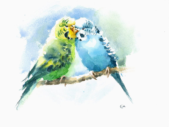 570x428 Budgies