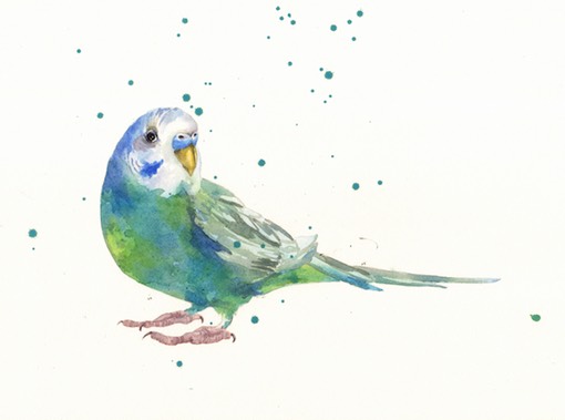 510x379 Store Budgerigar