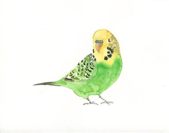 570x450 Budgie Original Watercolor Painting 10x8inch Favorite