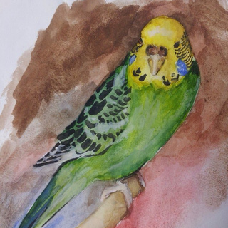 320x320 Unfinished Watercolour Of My Budgie, Olive.