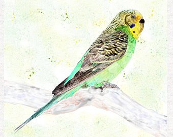 340x270 Watercolour Budgie Etsy