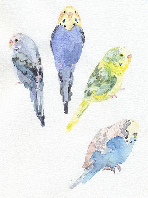 478x640 Budgie Watercolor...what Adorable Little Birds!! Watercolor
