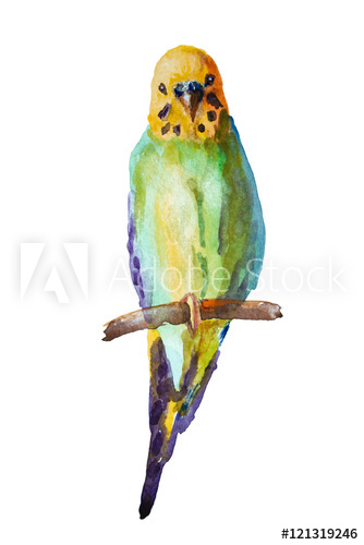 334x500 Watercolor Picture Of Budgie On A White Background
