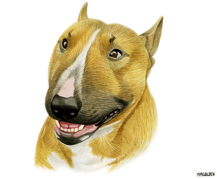 700x578 Bull Terrier Portrait In Watercolor Pet Portraits By Melinda M