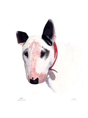 300x400 Dog Portraits English Bull Terrier Watercolour Painting Of Emma By