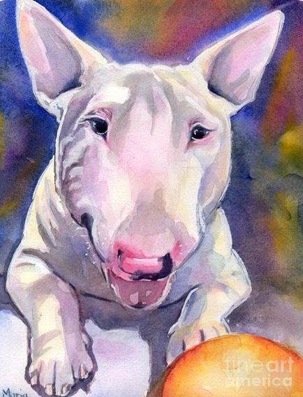 434x569 Maria Reichert Watercolor Bull Terrier Dog Pics