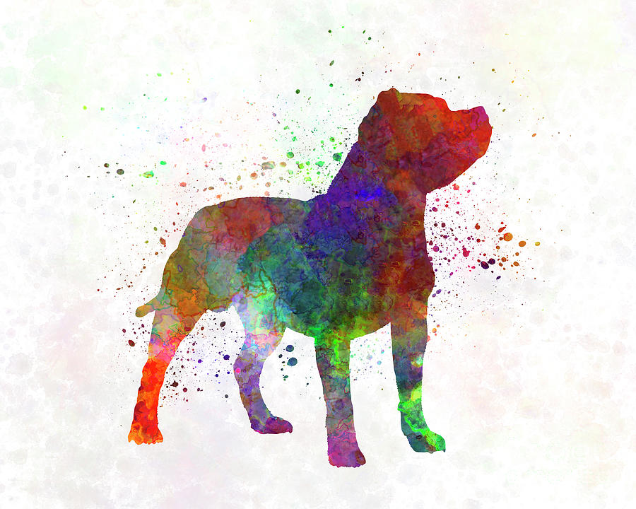 900x720 Staffordshire Bull Terrier In Watercolor Painting By Pablo Romero