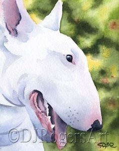 237x300 Bull Terrier Watercolor 8 X 10 Dog Art Print Signed By Artist Djr