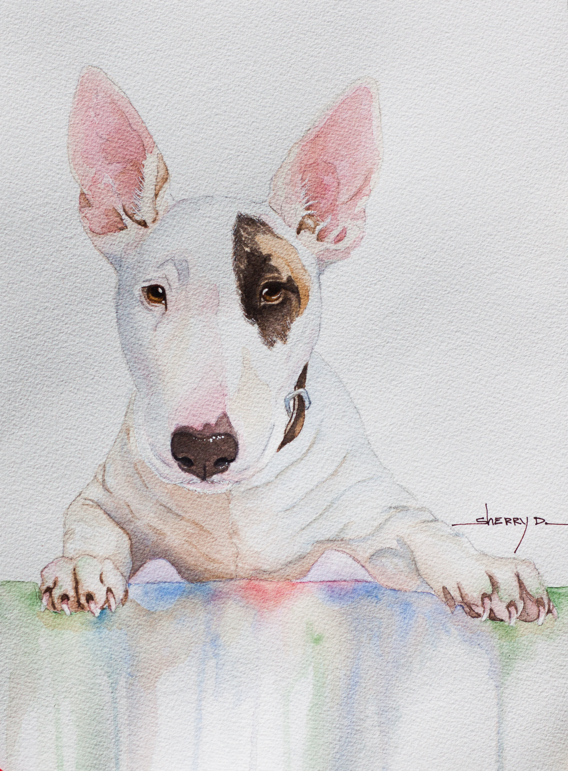 1989x2697 Bull Terrier Pet Portraits By Sherry D