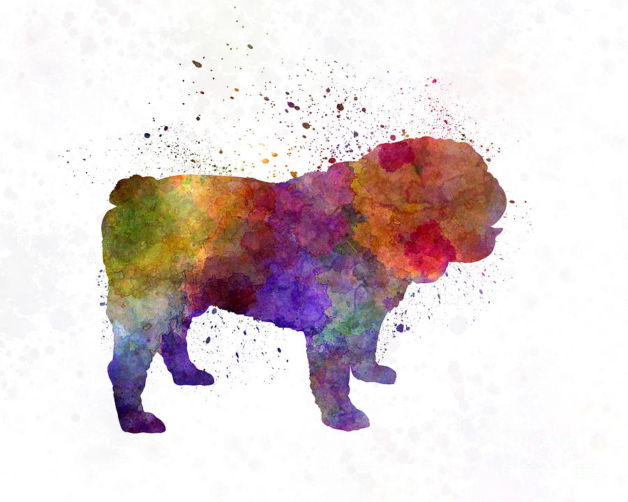 900x720 English Bulldog In Watercolor Painting By Pablo Romero