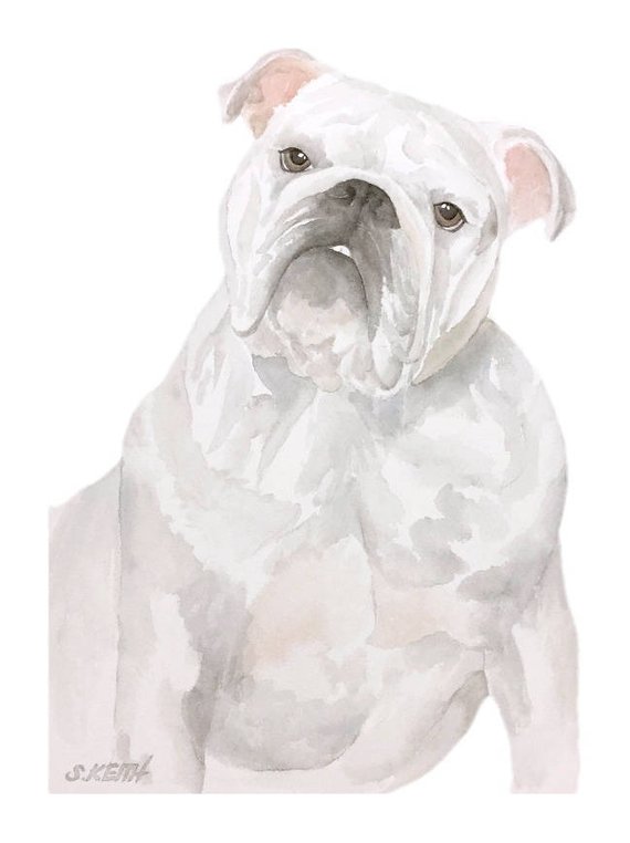 570x762 English Bulldog Watercolor Fine Art Print Watercolor