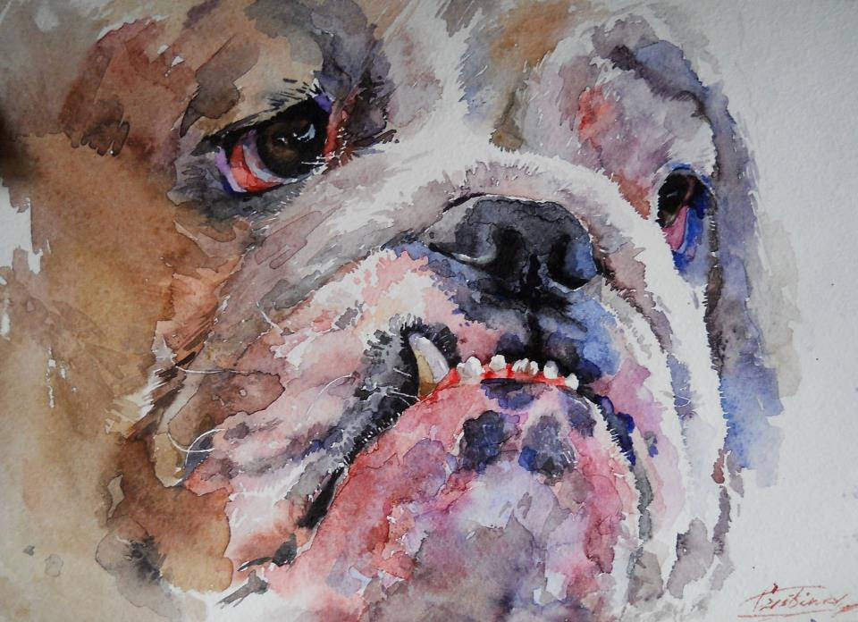 960x696 English Bulldog' Watercolor Grinciuc Cristina