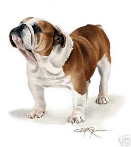 268x300 Bulldog Watercolor Painting 8 X 10 Art Print Signed Djr Ebay