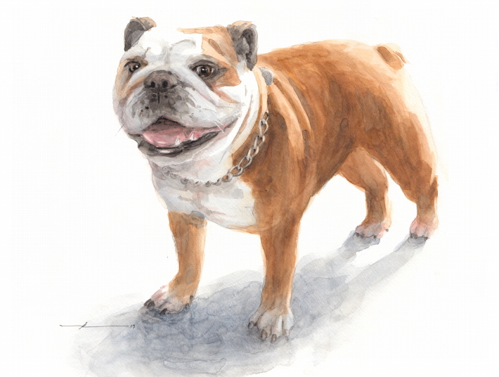710x536 Little Bulldog Watercolor By Mike Theuer