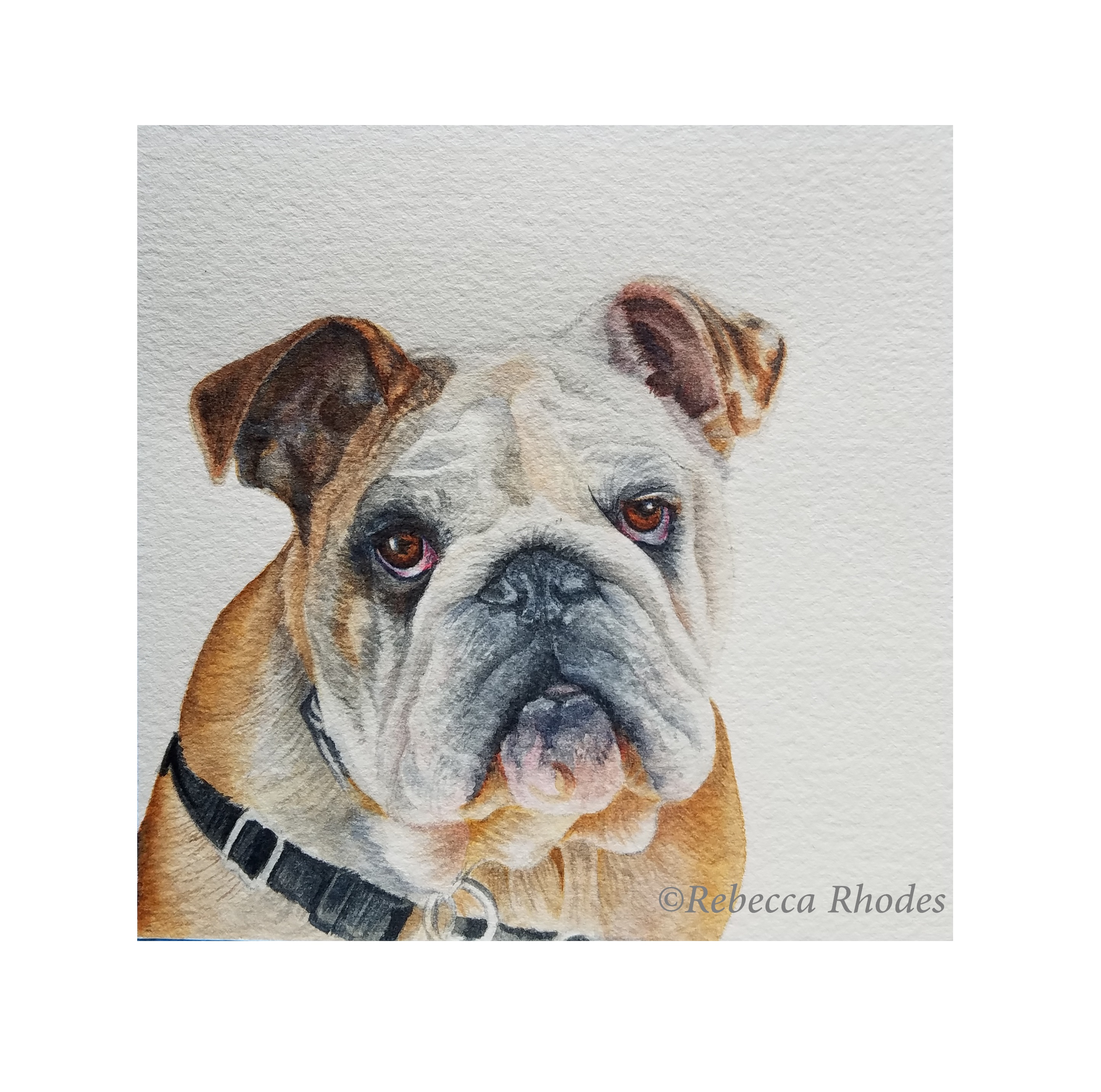 2888x2864 World Watercolor Month, Day 11 English Bulldog