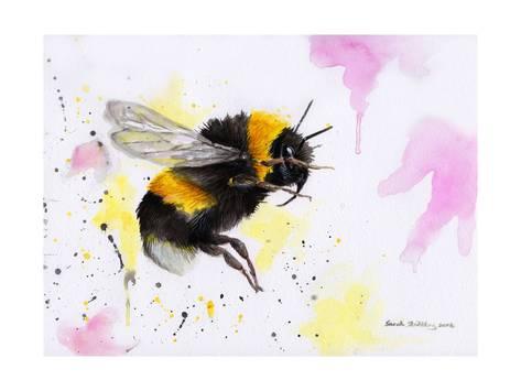 473x355 Bumble Bee Watercolor Prints By Sarah Stribbling