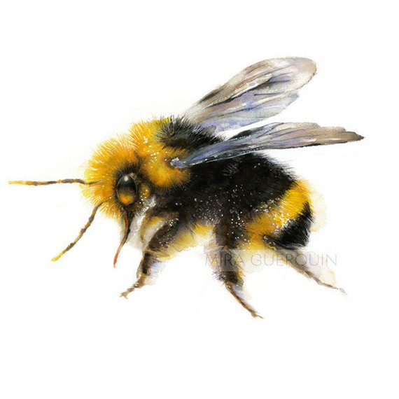 570x570 Bumble Bee Watercolor Painting Art Print. Nature Etsy