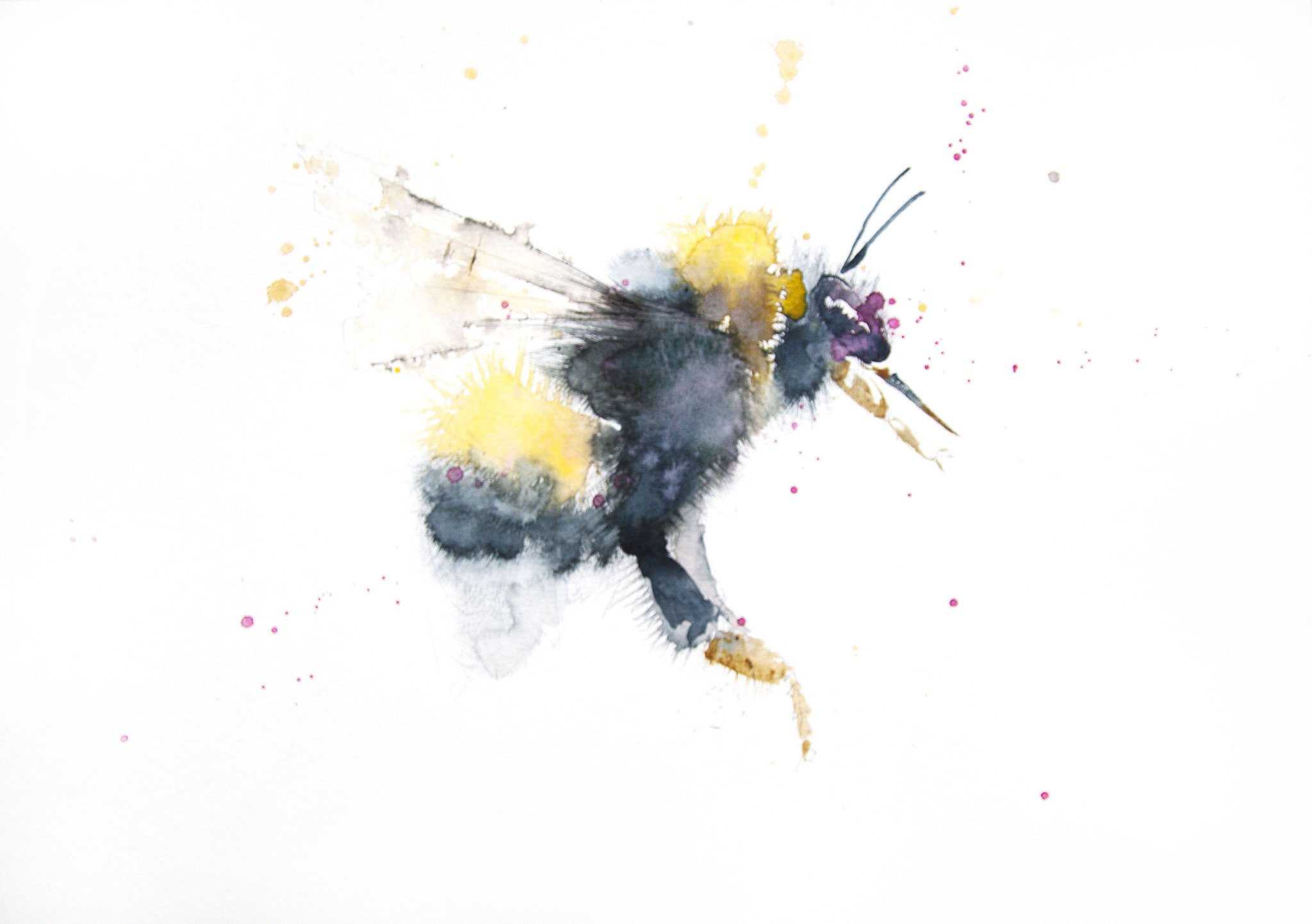 2048x1442 Jen Buckley Art Signed Print Of My Original Bumble Bee Watercolour