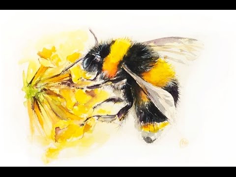 480x360 Watercolor Bumblebee Painting Demonstration