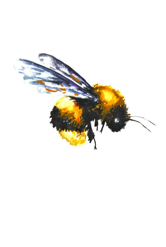 570x851 Watercolor Painting, Original Fine Art, Bumble Bee, 9x12 My