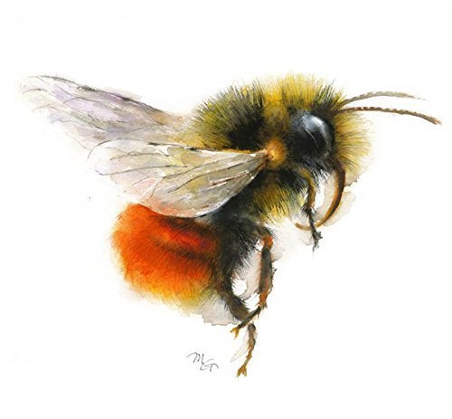 500x463 Bumble Bee Watercolor Painting