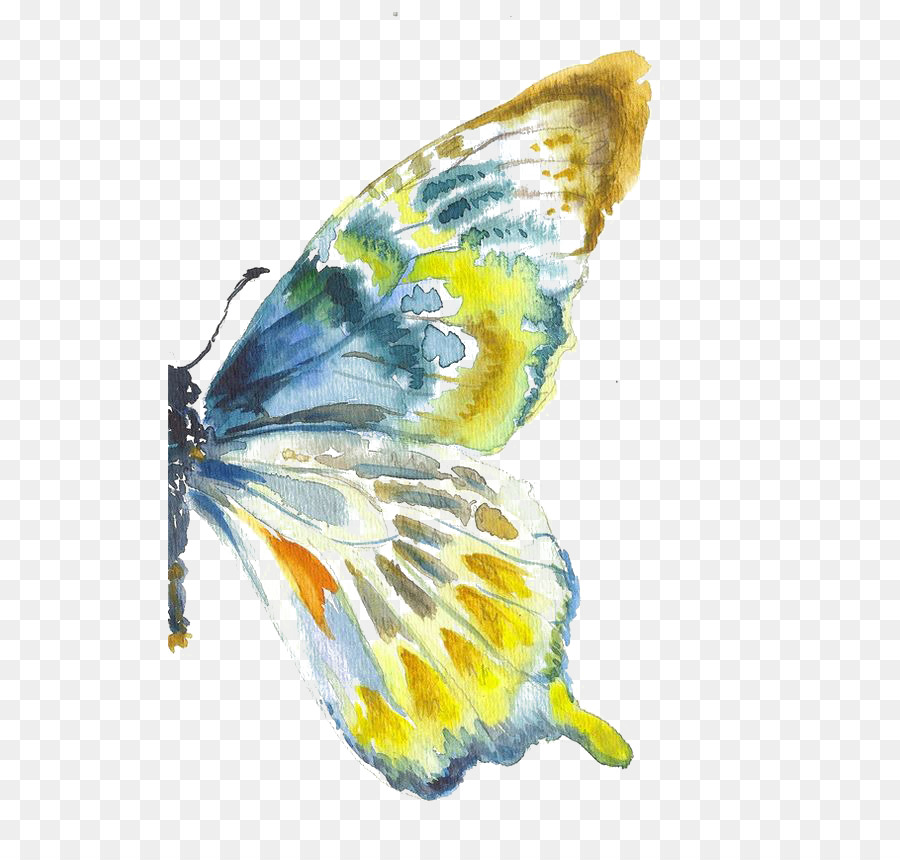 900x860 Butterfly Watercolor Painting Drawing Art