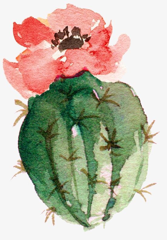 552x790 Pin By Mal Stff On Colores Cactus Flower, Cacti And