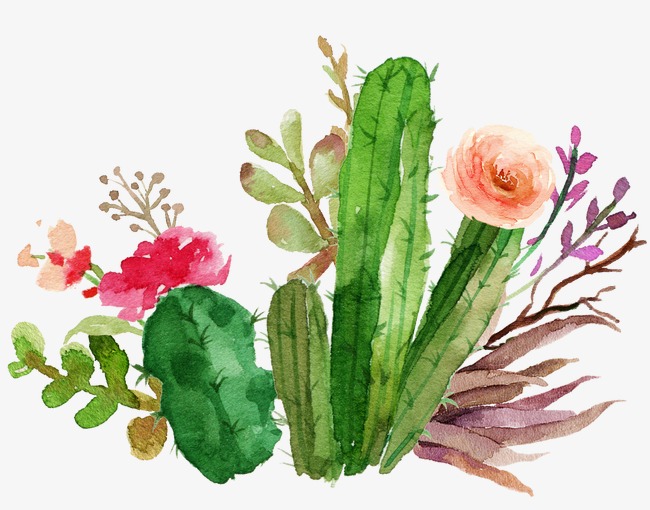 650x510 Cactus Flowers Watercolor, Watercolor Clipart, Watercolor Cactus