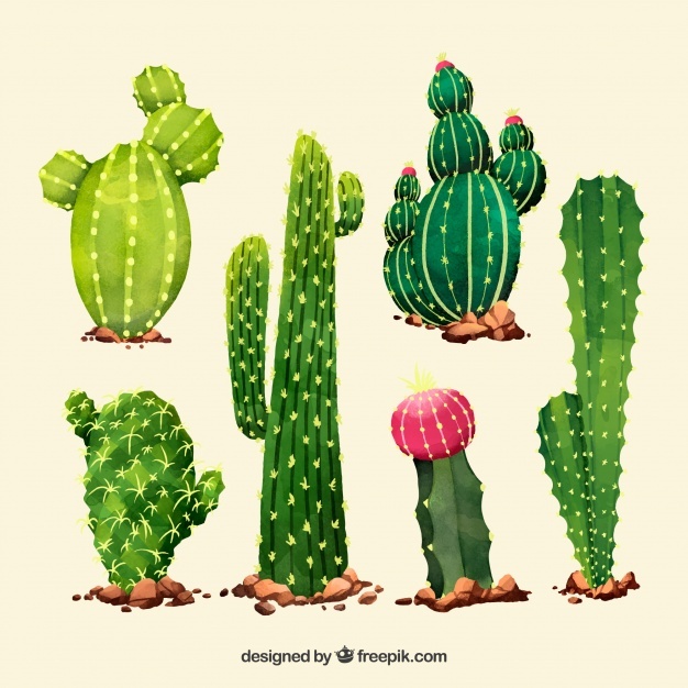 626x626 Cactus Vectors, Photos And Psd Files Free Download