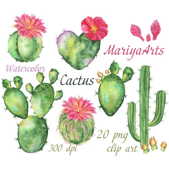 570x570 Cactus Watercolor Clipart Blossom Succulents Hand Painted Etsy