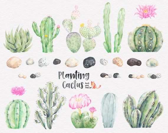 570x453 Planting Cactus Watercolor Clipart Succulentscacti