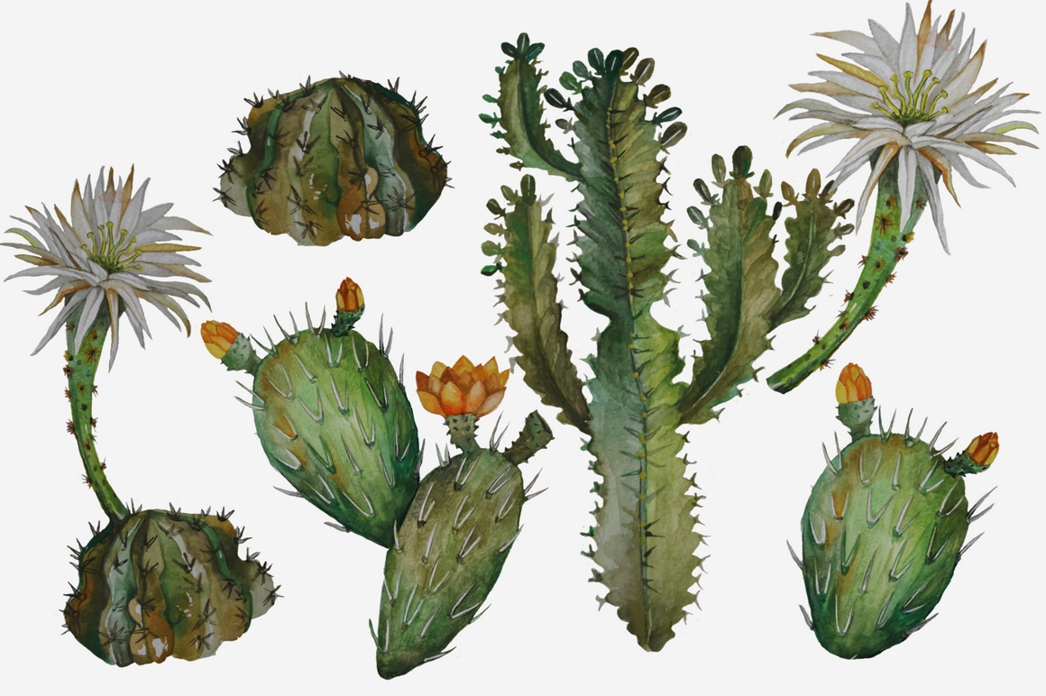 1160x772 Succulents And Cacti Watercolor Clip Art Set