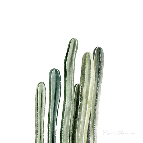 498x498 Desert Cacti