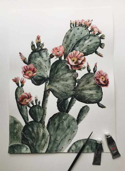 498x679 Flowering Prickly Pear Cactus