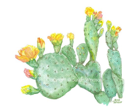 570x456 Prickly Pear Cactus Watercolor Painting 10 X 8 11 X 8.5 Etsy